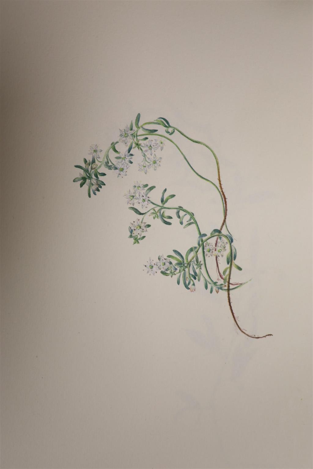 A collection of 469 botanical watercolours, painted between 1892-1922, by Falloon, painted in Kent, Sussex, Gloucestershire, Cornwall